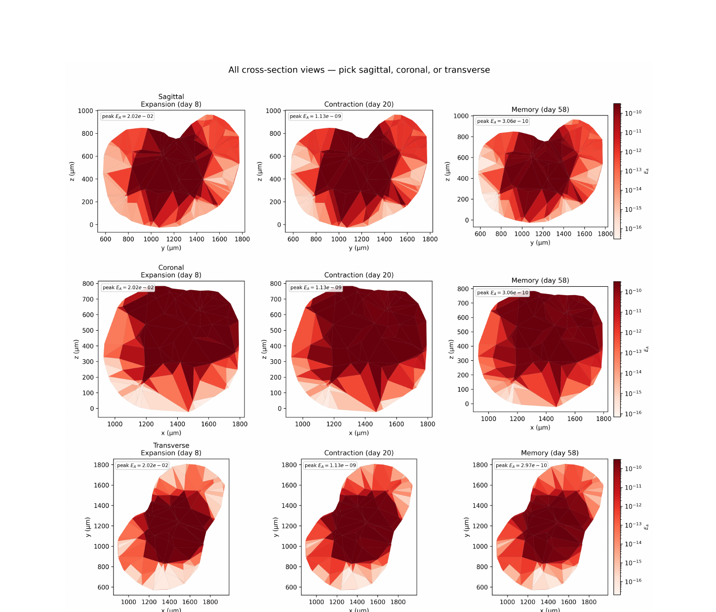 Cross-sections of modeled activated T-cell density across a three-dimensional lymph node mesh
